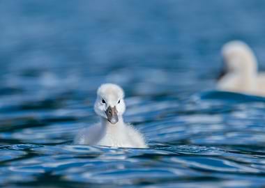 Swan cygnet swimming in blue water