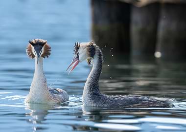 Two Great Crested Grebes in Water