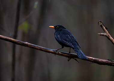 Blackbird on a Branch in Rain