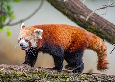 Red Panda on a Tree Branch