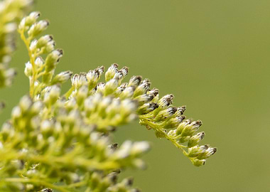 Close-up of Goldenrod Flowers