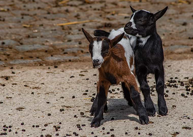 Two Baby Goats in a Farmyard