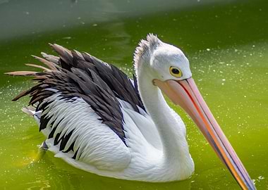 Pelican swimming in green water