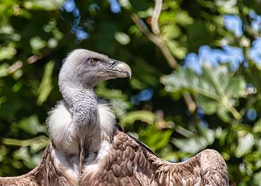 Majestic Vulture Portrait