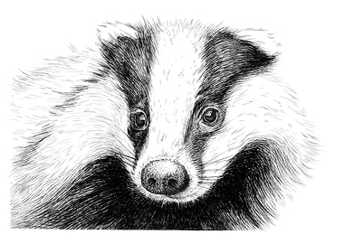 Detailed Badger Portrait