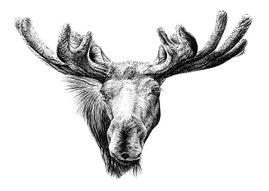 Moose Head Black and White Drawing