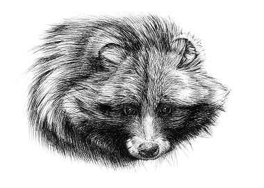 Raccoon Dog Portrait - Detailed Pen Drawing