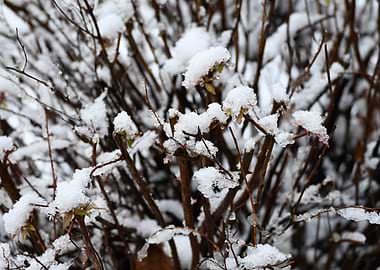Snow-covered branches in winter