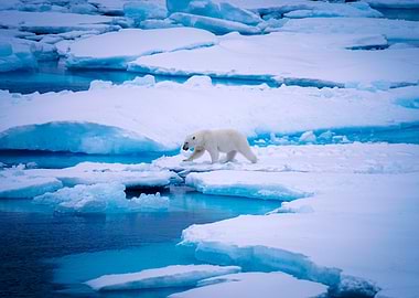 Polar Bear, Canadian artic