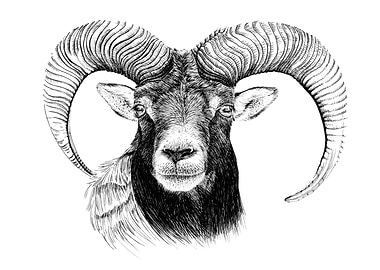 Detailed Mouflon Head Illustration