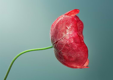 Red Flower on Blue Background