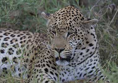 Resting Leopard in the Grass
