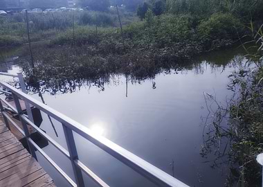 Still Water and Greenery