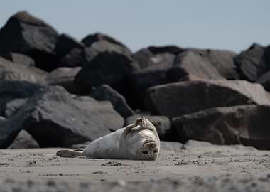 Resting Seal on the Beach