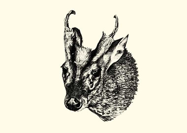 Muntjac Deer Head Sketch