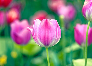 Pink Tulips in Bloom