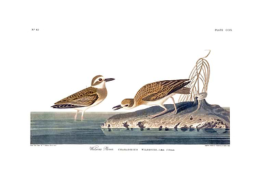 The Birds of America - Wilson's Plover