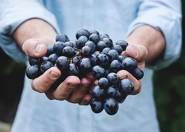 Hands holding fresh dark grapes