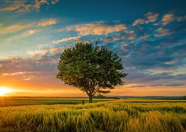 Lone Tree at Sunset