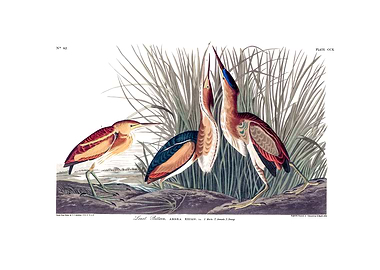 The Birds of America - Least Bittern