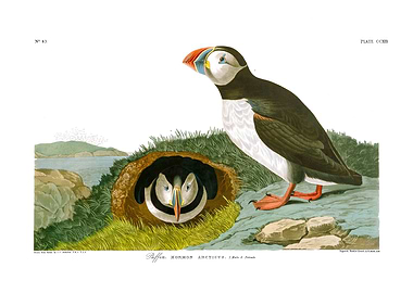 The Birds of America - Puffin