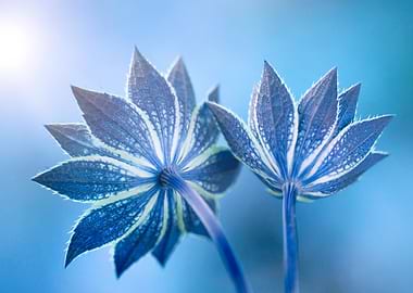 Blue Flowers Against Blue Background