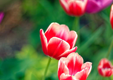 Red and White Tulips in Bloom