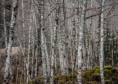 Birch Tree Forest with Mossy Ground