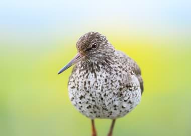 Close-up of a Common Redshank