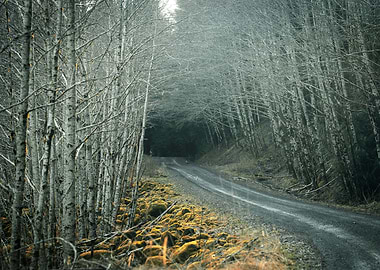 Road Through Forest with Bare Trees