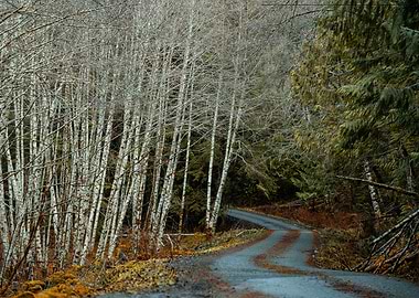 Winding Road Through Forest