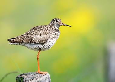 Redshank bird perched on wooden post