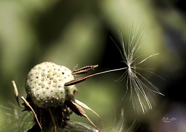 Dandelion Seed Head Macro Shot