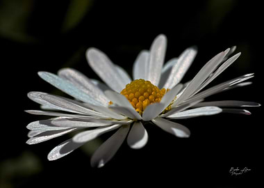 Daisy flower on black background