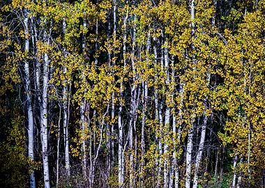 Autumn Birch Forest