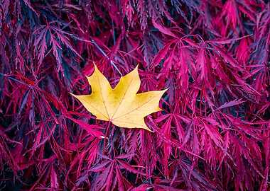 Yellow Leaf on Red Maple Leaves