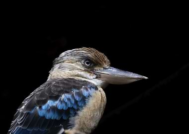 Kookaburra Portrait on Black Background