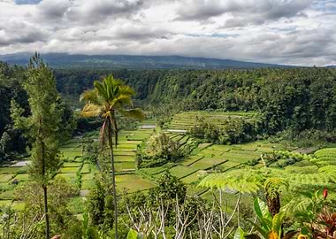 Lush Rice Terraces in Bali