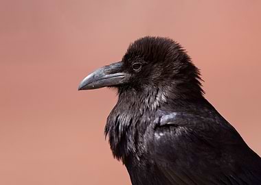 Common Raven