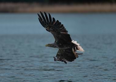 White-tailed Eagle with Its Catch