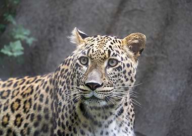 Leopard Portrait