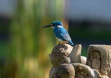 Cerulean Kingfisher Waitung for Prey