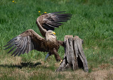 White-tailed eagle landing on a tree stump