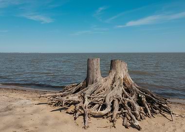 Tree Stump on Lake Erie