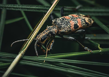 Longhorn Beetle on Green Grass