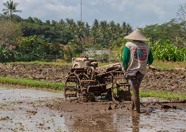 Farmer plowing a muddy rice field