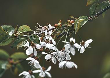 Cherry Blossom Branch