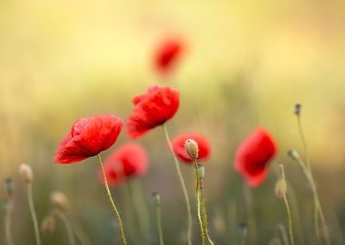 Field of Red Poppies