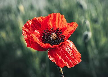 Vibrant Red Poppy Flower Close-Up