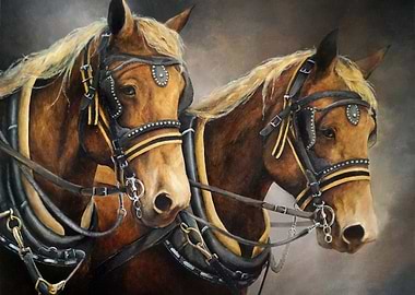 Draught horses
